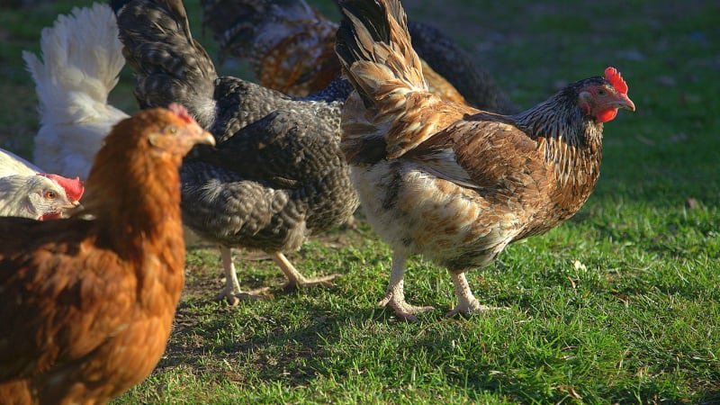 Nový kmen ptačí chřipky má první lidskou oběť. Předtím se přenášel pouze mezi zvířaty Nový kmen ptačí chřipky má první lidskou oběť. Předtím se přenášel pouze mezi zvířaty