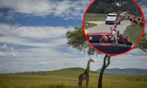 Žirafa vytiahla z auta dvojročné dieťa. Zábery zo safari parku mrazia po chrbte