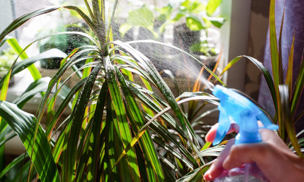 Dracaena sa zazelená šťastím, keď do nej nalejete tento „koktejl“. Žlté listy zmiznú bez stopy
