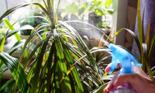 Dracaena sa zazelená šťastím, keď do nej nalejete tento „koktejl“. Žlté listy zmiznú bez stopy