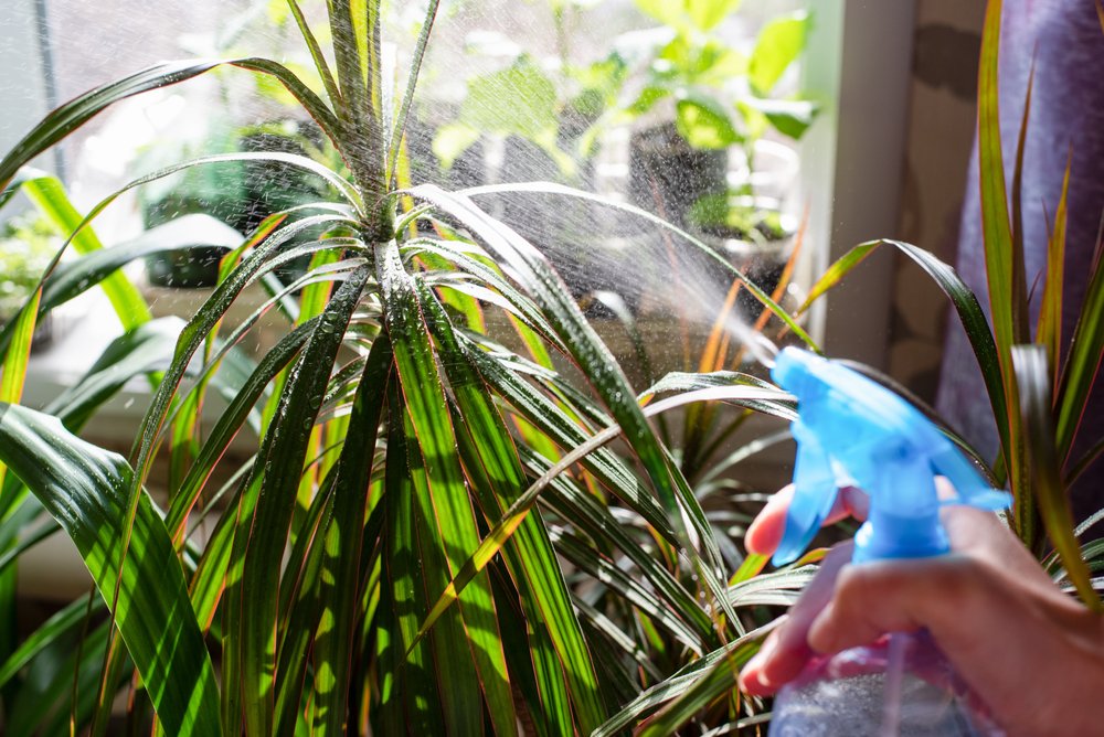 Dracaena sa zazelená šťastím, keď do nej nalejete tento „koktejl“. Žlté listy zmiznú bez stopy Dracaena sa zazelená šťastím, keď do nej nalejete tento „koktejl“. Žlté listy zmiznú bez stopy