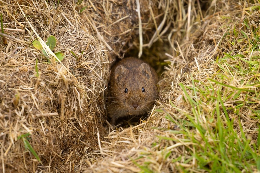 Vyberte korenie z kuchyne a nasypte ho do otvorov. Navždy ich vyhodite a záhrada už nebude trpieť Vyberte korenie z kuchyne a nasypte ho do otvorov. Navždy ich vyhodite a záhrada už nebude trpieť