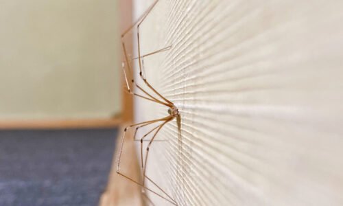 Zmiešajte dve zložky vo fľaši. Pavúky neprekročia prah domu