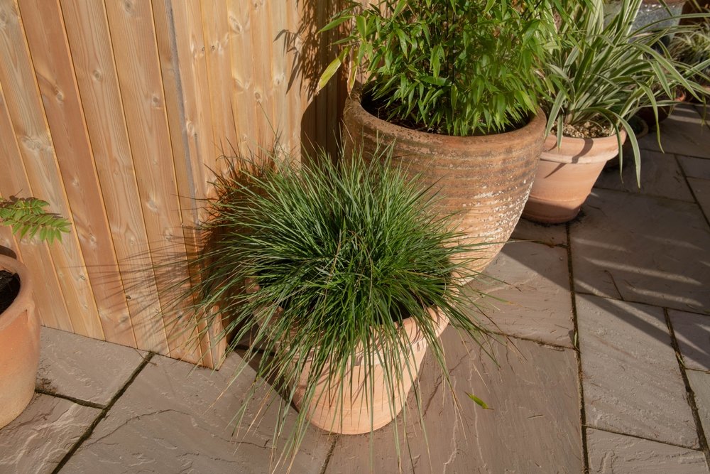 Bezproblémové rastliny na oživenie vášho balkóna Bezproblémové rastliny na oživenie vášho balkóna
