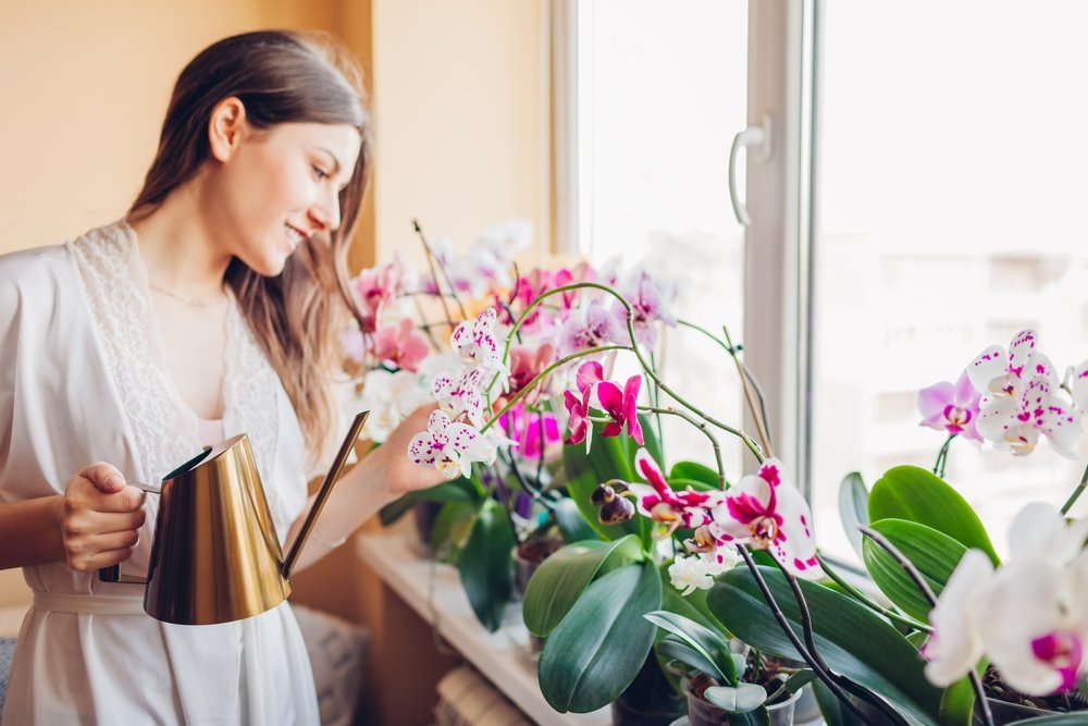 Ako často zalievať orchidey? Stačí jedna chyba a kvety budú preč Ako často zalievať orchidey? Stačí jedna chyba a kvety budú preč