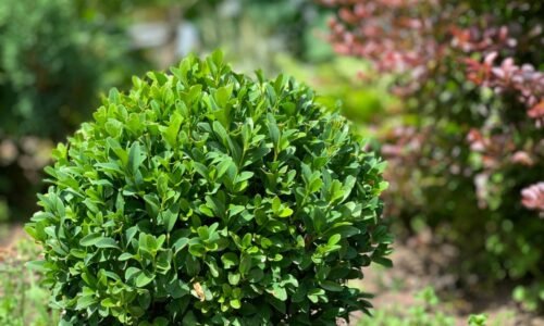 Domáci posilňovač pre buxus. Bude pekne rásť a poteší vás svojim vzhľadom