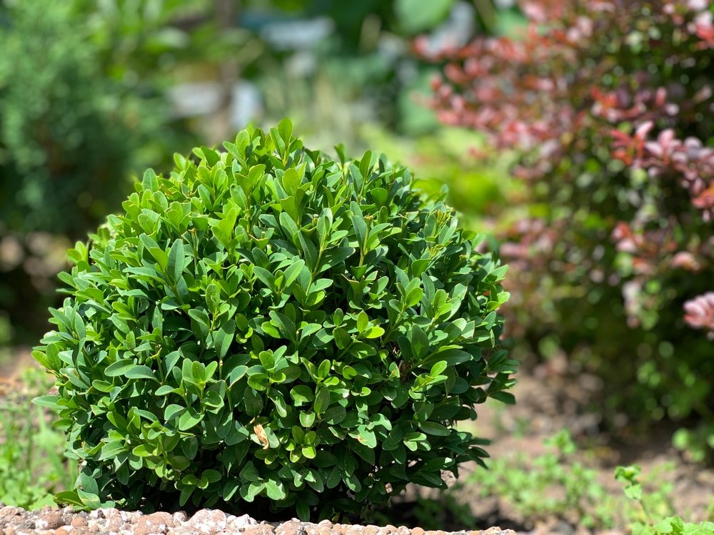 Domáci posilňovač pre buxus. Bude pekne rásť a poteší vás svojim vzhľadom Domáci posilňovač pre buxus. Bude pekne rásť a poteší vás svojim vzhľadom