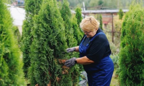 Intenzívna zeleň a husté kríky. Pozrite sa, ako zalievať tuje, aby bujne rástli a neochoreli