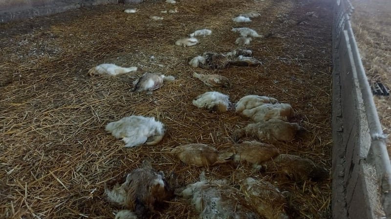 Kachny na Českobudějovicku hynuly před očima. Chovateli hrozí deset let ve vězení Kachny na Českobudějovicku hynuly před očima. Chovateli hrozí deset let ve vězení