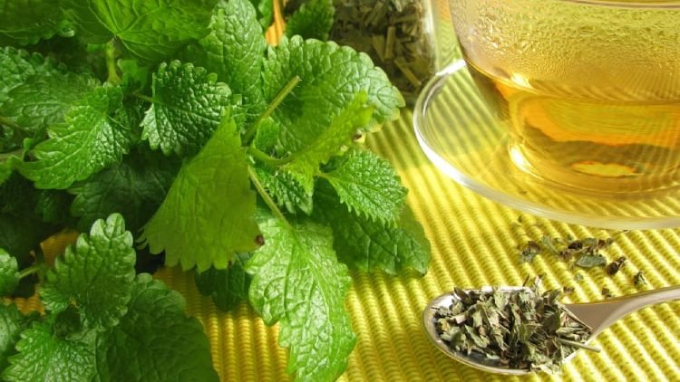 Medovka lekárska je “relaxačná” bylinka: vplyvy, použitie, čaj a… Medovka lekárska je “relaxačná” bylinka: vplyvy, použitie, čaj a…
