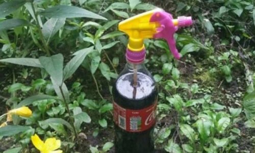 Tento jednoduchý roztok z koly ma zbavil všetkých mravcov a vošiek do 30 minút. Neverila som vlastným očiam