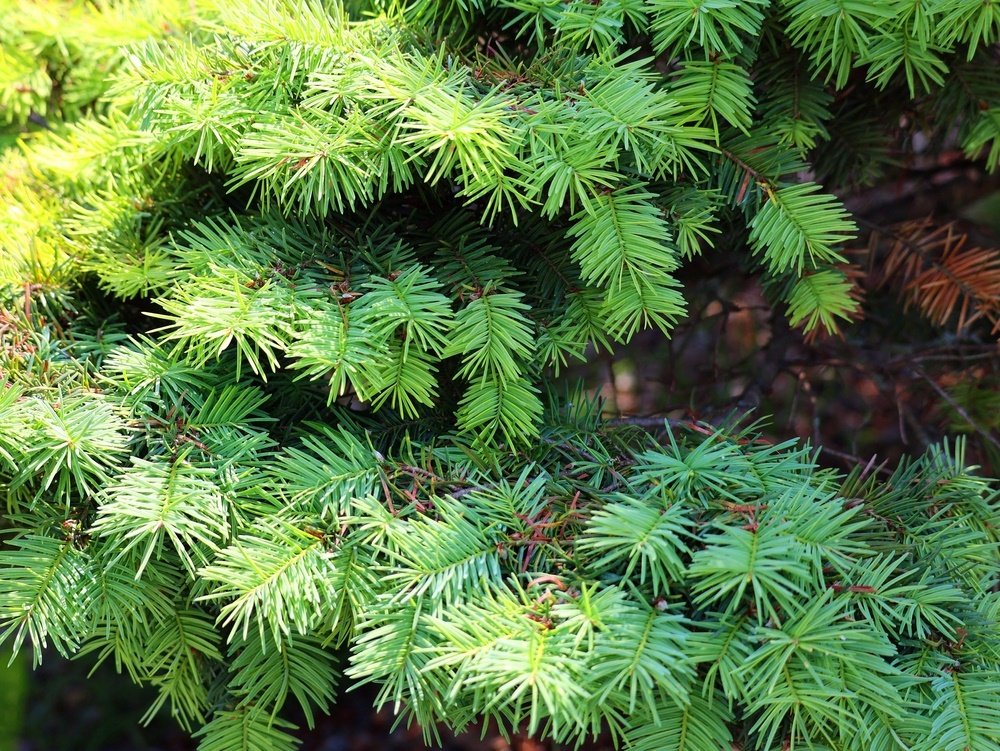 Ročne dorastie až do 80 cm. Tento strom vás bude chrániť pred susedmi lepšie ako tuje Ročne dorastie až do 80 cm. Tento strom vás bude chrániť pred susedmi lepšie ako tuje