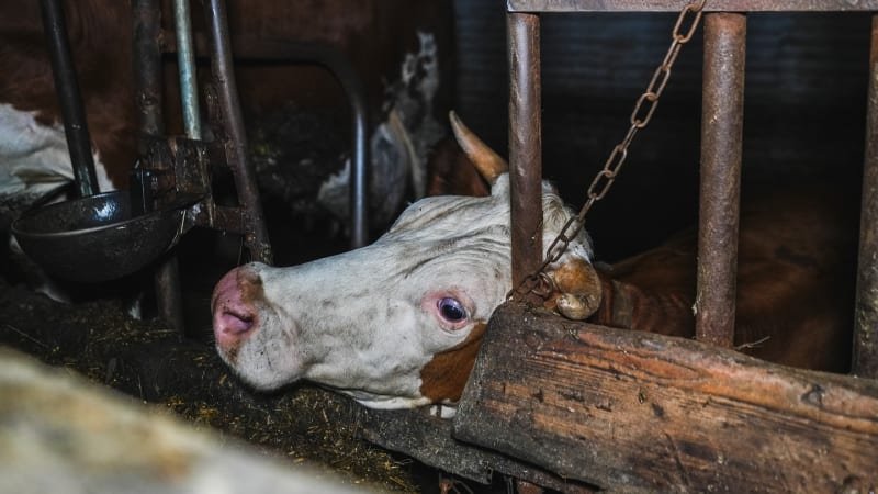 Jatka budou muset mít kamerové systémy, nedostatečné řešení, tvrdí ochránci zvířat Jatka budou muset mít kamerové systémy, nedostatečné řešení, tvrdí ochránci zvířat