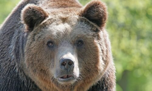 Tragédia v Rumunsku. Medveď chytil dievča za nohu a ťahal so sebou