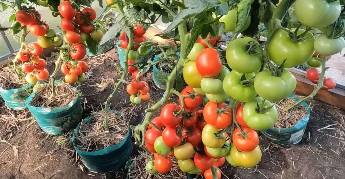 Na začiatku júla sa pripravujem na posledné hnojenie paradajok, aby som neskôr zbieral chutnú a veľkú úrodu