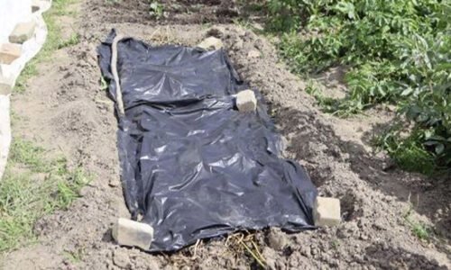 Nikdy som nemal úrodnejšiu pôdu, ako teraz. Po vykopaní cibule a cesnaku si pripravím kompostový záhon