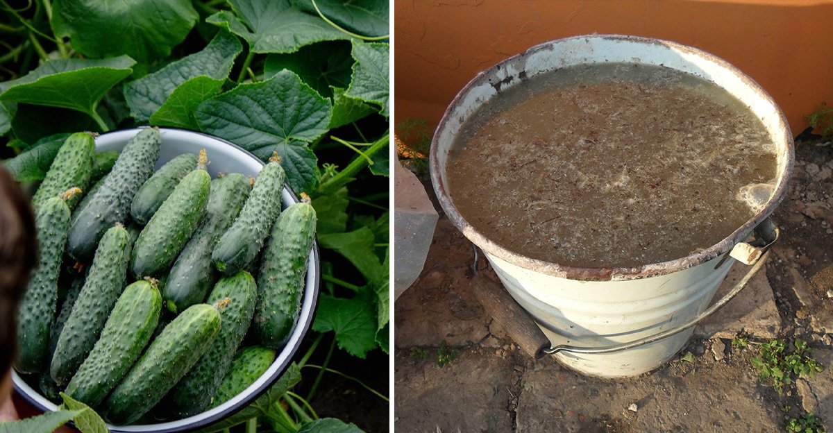 Zázračné riešenie, vďaka ktorému budú vaše uhorky rásť ako bláznivé! Tento prírodný produkt je nenahraditeľný