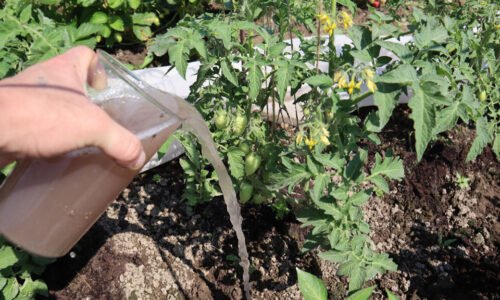 Posilňujúci nálev na paradajky a uhorky používam najmä v tomto horúcom počasí! Neuveriteľný účinok spozorujete okamžite