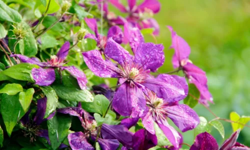 Clematis (plamienok): Pestovanie, druhy, rozmnožovanie