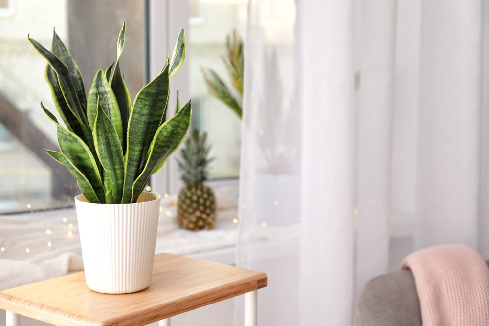 Po raňajkách ju nasypte do kvetináča a sansevieria porastie ako mávnutím čarovného prútika Po raňajkách ju nasypte do kvetináča a sansevieria porastie ako mávnutím čarovného prútika