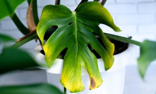 Monstera žltne a umiera? Táto zelenina obnoví jej vitalitu