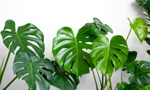 Už viem, prečo monstera „plače“. Moja babička mi poradila, aby som rýchlo zmenila 2 veci. Inak zomrie