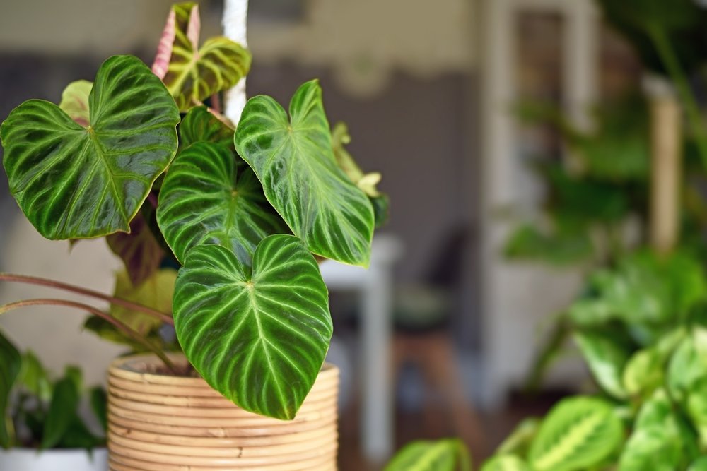 Filodendron – druhy, pestovanie a presádzanie Filodendron – druhy, pestovanie a presádzanie