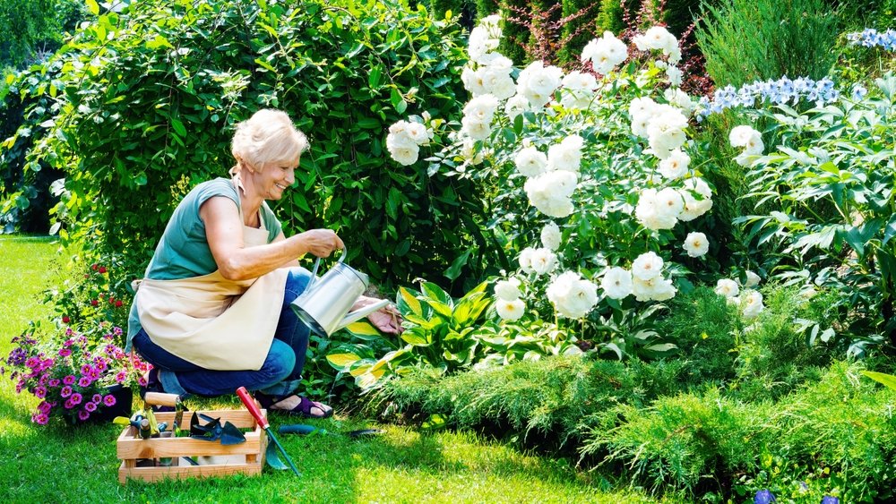 Ako zalievať kvety a záhradu v horúcom počasí? Musíte zalievať správnym spôsobom, inak im to škodí Ako zalievať kvety a záhradu v horúcom počasí? Musíte zalievať správnym spôsobom, inak im to škodí