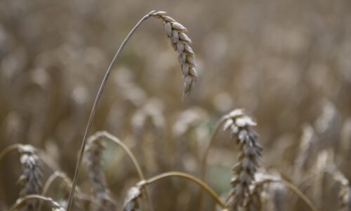 Tržby farmárov z produkcie obilnín v tomto roku klesnú o 175 miliónov eur, hlási zväz výrobcov