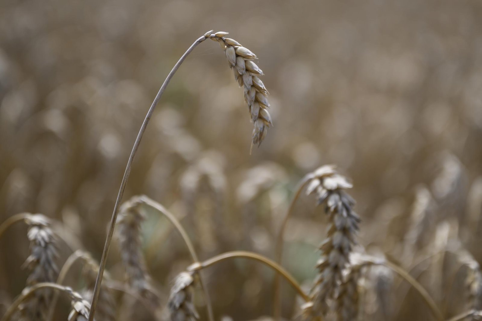 Tržby farmárov z produkcie obilnín v tomto roku klesnú o 175 miliónov eur, hlási zväz výrobcov Tržby farmárov z produkcie obilnín v tomto roku klesnú o 175 miliónov eur, hlási zväz výrobcov