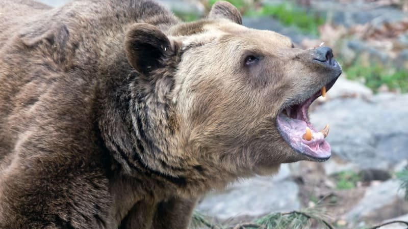 Medvěd opět útočil na Slovensku: Turista má poraněnou ruku a nohu, šelma je na útěku Medvěd opět útočil na Slovensku: Turista má poraněnou ruku a nohu, šelma je na útěku