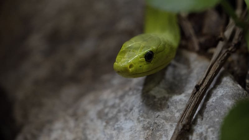 Panika na Českobudějovicku: Žena měla v garáži obřího hada. Zmizel, než dorazili odborníci Panika na Českobudějovicku: Žena měla v garáži obřího hada. Zmizel, než dorazili odborníci