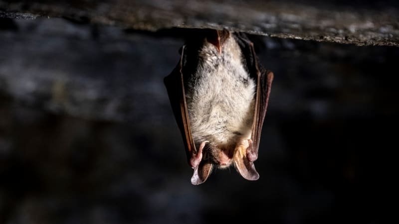V Česku byla odhalena vzteklina. Nakažený netopýr pokousal zoologa, chystá se očkování V Česku byla odhalena vzteklina. Nakažený netopýr pokousal zoologa, chystá se očkování