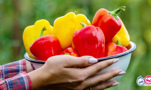 Moja paprika ostala krásne chrumkavá a nehnije! Tento geniálny trik s novinami som si veľmi obľúbila