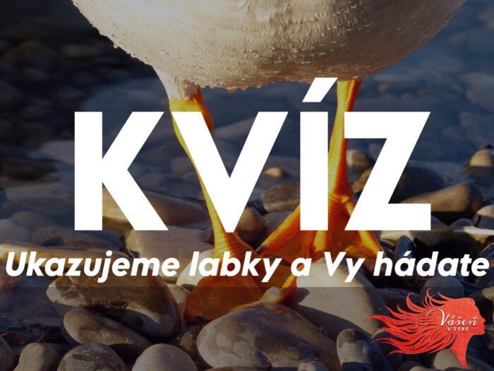 Viete niečo o zvieratách? Tento kvíz to preverí! Ukazujeme labky a vy hádate, aké je to zviera! Viete niečo o zvieratách? Tento kvíz to preverí! Ukazujeme labky a vy hádate, aké je to zviera!