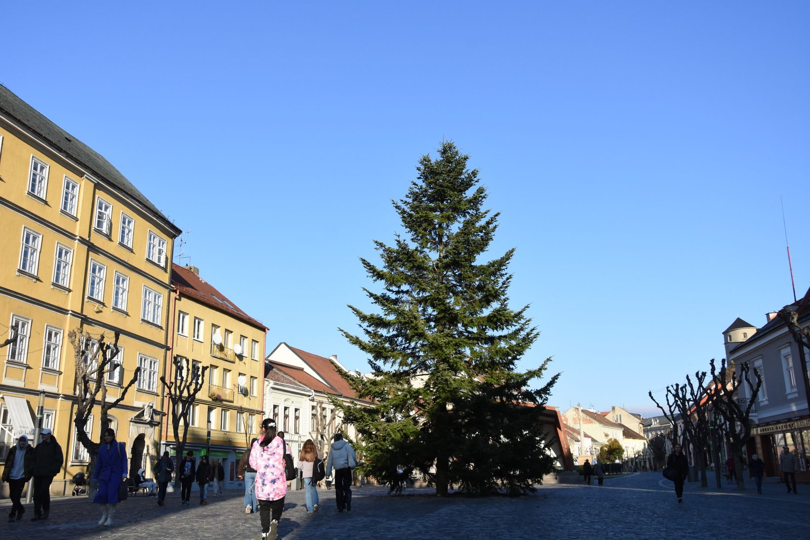 Hľadáme vianočný strom pre Mierové námestie Hľadáme vianočný strom pre Mierové námestie