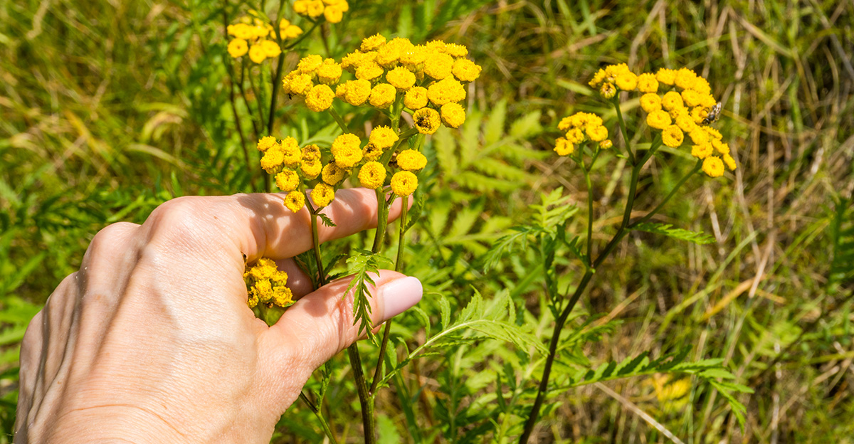 Funguje dobre ako vývar, alebo len zavesená. Táto rastlina účinne chráni pred komármi, kliešťami a inými škodcami