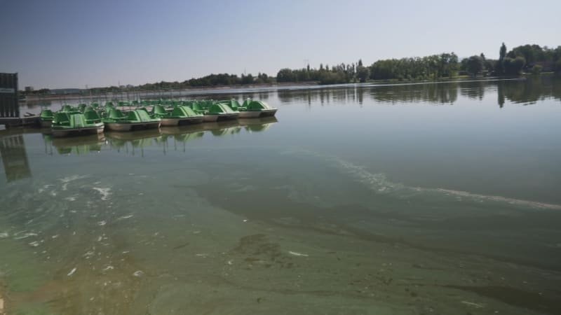 Česká koupaliště ovládly sinice. Hygienici zakazují koupání, kde hrozí zdravotní potíže? Česká koupaliště ovládly sinice. Hygienici zakazují koupání, kde hrozí zdravotní potíže?