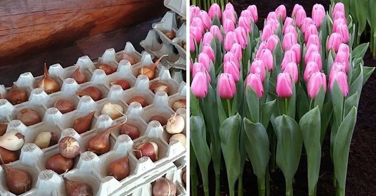 Kedy by sme mali sadiť tulipány? Šikovní záhradkári používajú často pred zasadením do zeme tento jeden trik Kedy by sme mali sadiť tulipány? Šikovní záhradkári používajú často pred zasadením do zeme tento jeden trik