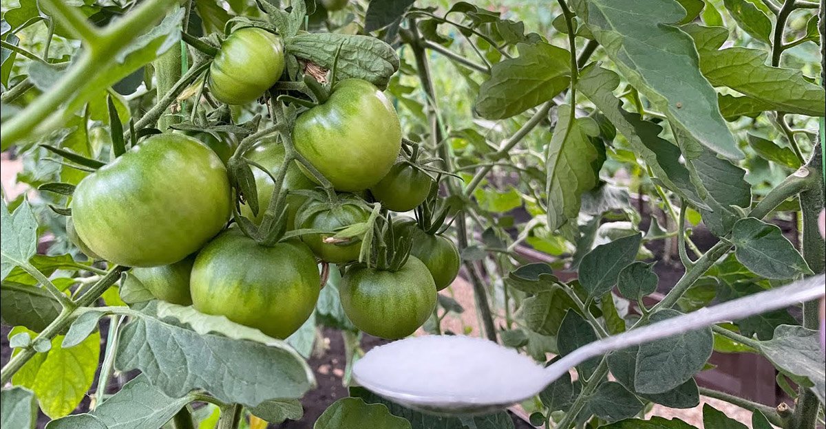 Ako dosiahnuť, aby paradajky rýchlejšie dozreli a mali krásne červené plody? Tento trik mi prezradili starí rodičia Ako dosiahnuť, aby paradajky rýchlejšie dozreli a mali krásne červené plody? Tento trik mi prezradili starí rodičia