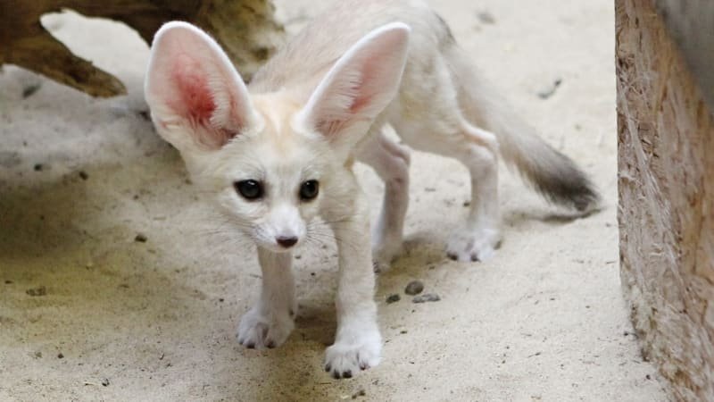 Z pražské zoo utekla samička fenka. Pomozte nám ji najít, prosí pracovníci veřejnost Z pražské zoo utekla samička fenka. Pomozte nám ji najít, prosí pracovníci veřejnost