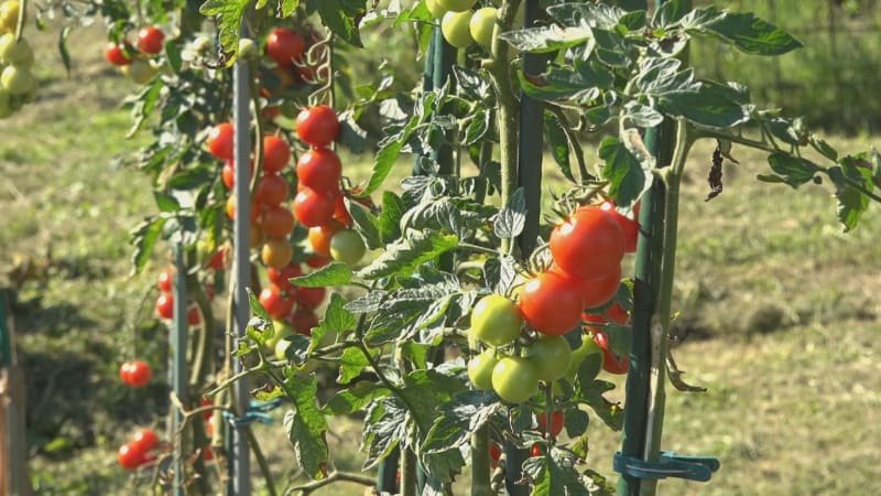 Farmáři předpověděli, jaká bude nadcházející zima. Shodnou se s meteorology? Farmáři předpověděli, jaká bude nadcházející zima. Shodnou se s meteorology?