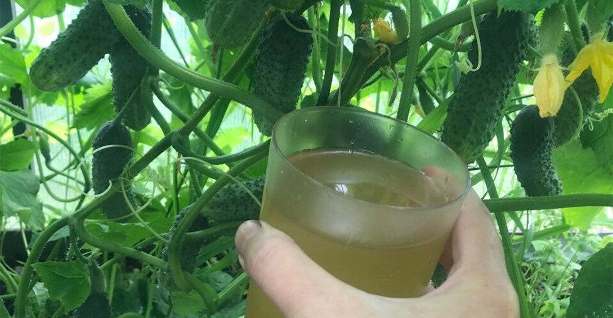 Hnojenie uhoriek chlebom. Recept na prírodné hnojivo, ktoré predlžuje plodnosť a zvyšuje produktivitu Hnojenie uhoriek chlebom. Recept na prírodné hnojivo, ktoré predlžuje plodnosť a zvyšuje produktivitu
