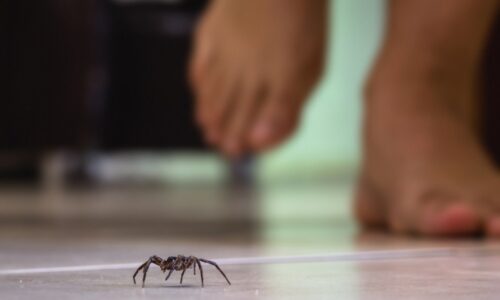 Vezmite dve prísady a postriekajte rámy dverí. Do vášho domu sa už nevkradnú žiadne pavúky