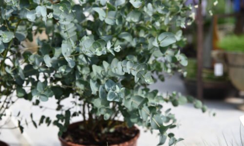 Eukalyptus – pestovanie, presádzanie a účinky na zdravie