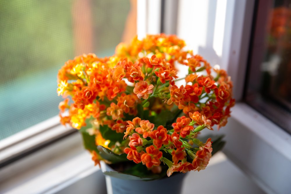 Kalanchoe – pestovanie a vhodné podmienky pre túto izbovku Kalanchoe – pestovanie a vhodné podmienky pre túto izbovku