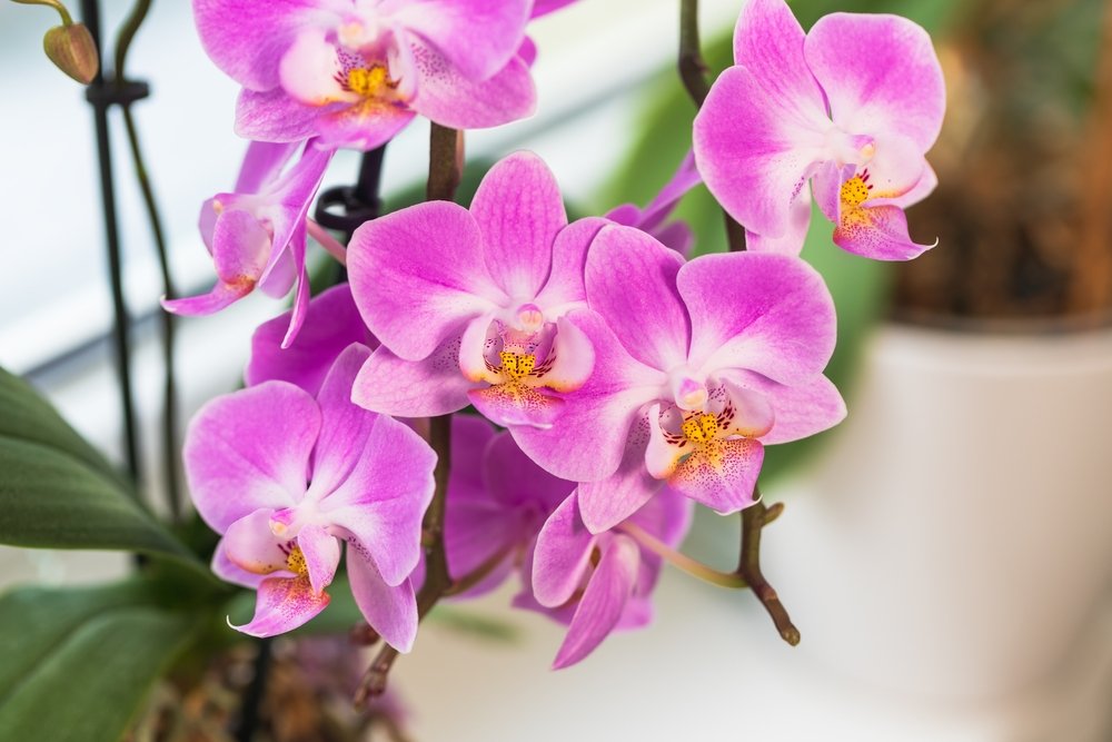 Kvitnúce orchidey? Postarajte sa o tieto 4 veci a budú opäť kvitnúť Kvitnúce orchidey? Postarajte sa o tieto 4 veci a budú opäť kvitnúť