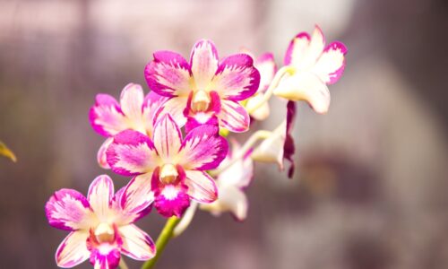 Už ju nikdy nevylejete. Dajte ju orchidei a rýchlo rozkvitne