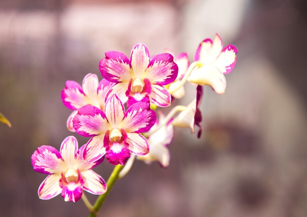 Už ju nikdy nevylejete. Dajte ju orchidei a rýchlo rozkvitne Už ju nikdy nevylejete. Dajte ju orchidei a rýchlo rozkvitne
