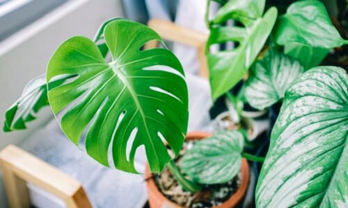 Monstera rastie ako divá! Stačila rada mojej mamy a môj dom vyzerá ako džungľa